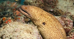 Sipadan_2015_Murene a lisere jaune_Gymnothorax flavimarginatus_IMG_2437_rc